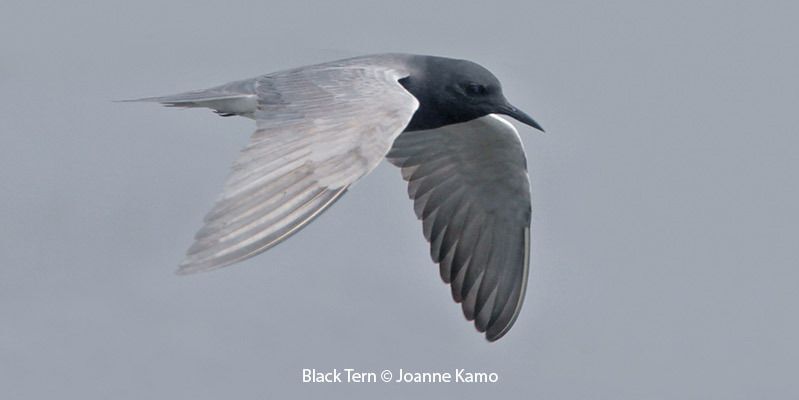 Black Tern