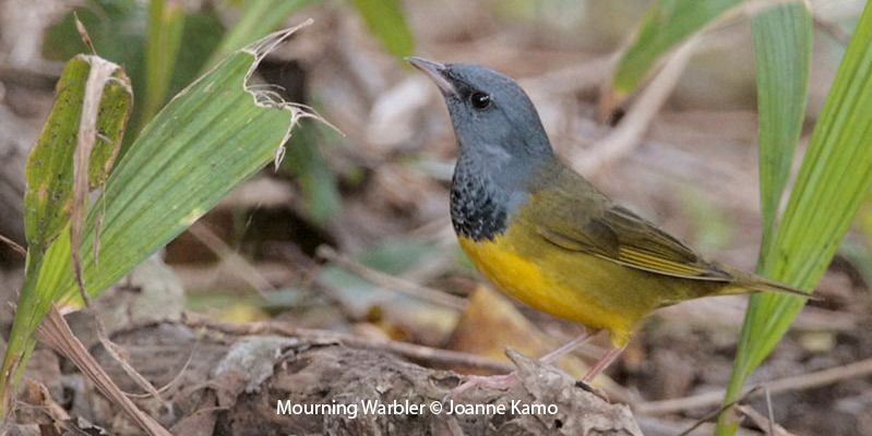 Mourning Warbler