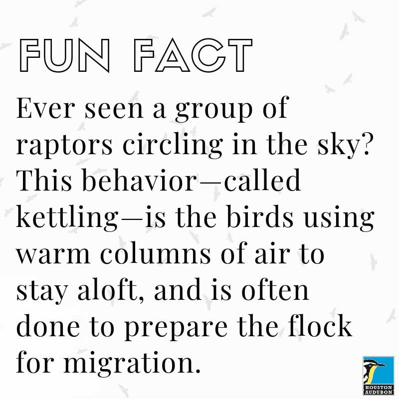 Raptors kettling fun fact