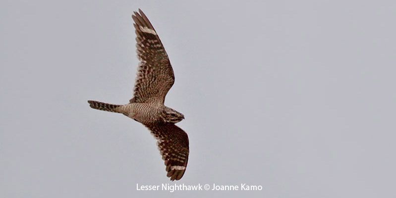 Lesser Nighthawk