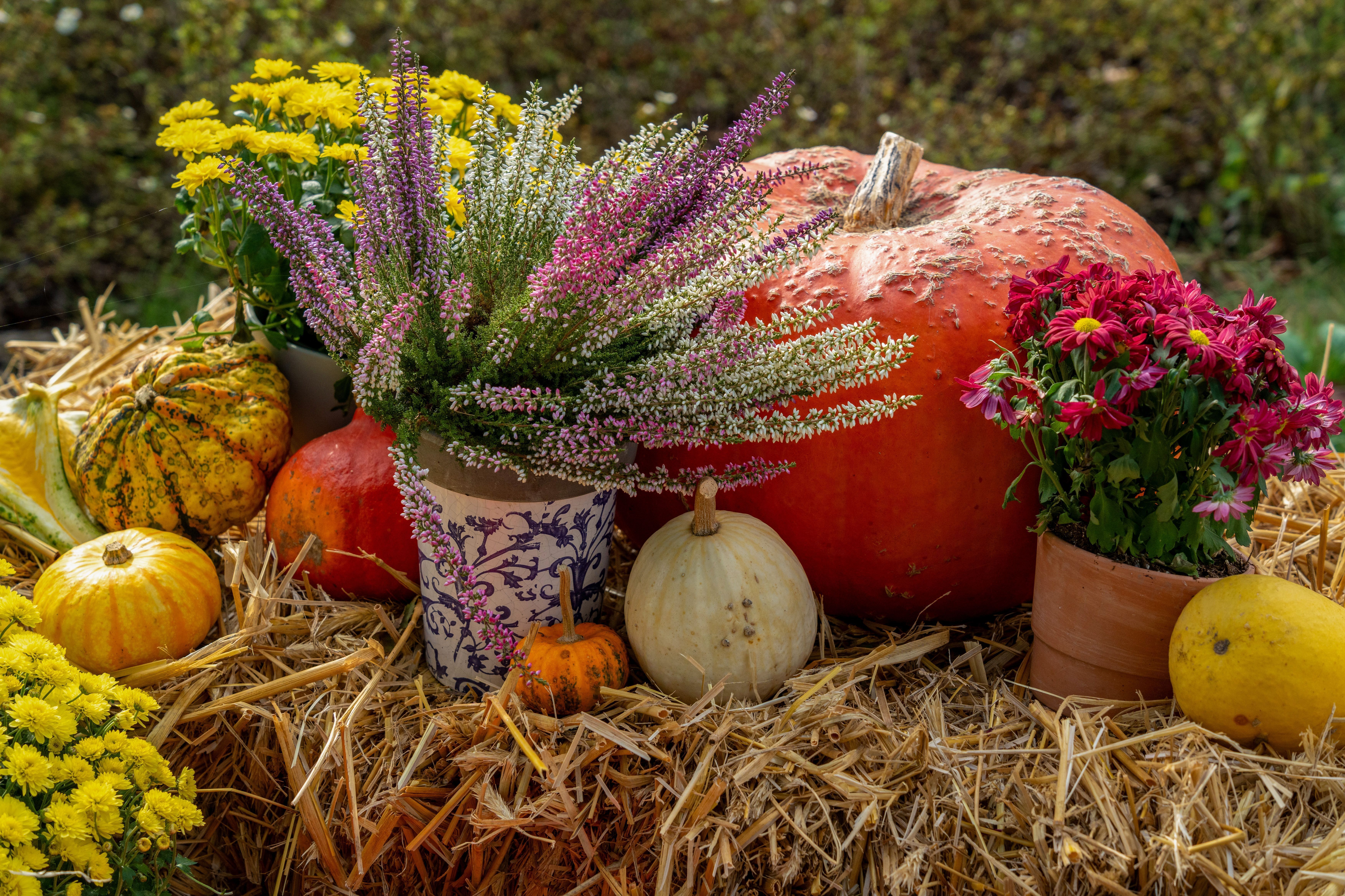 Join us for our annual Fall Festival