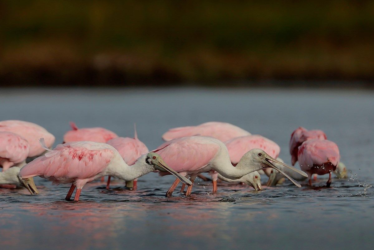 Roseate Spoonbills