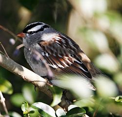 Beak of the Week: White-crowned Sparrow