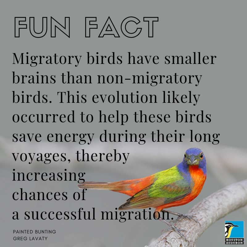 Fun Facts Bird Gallery Houston Audubon