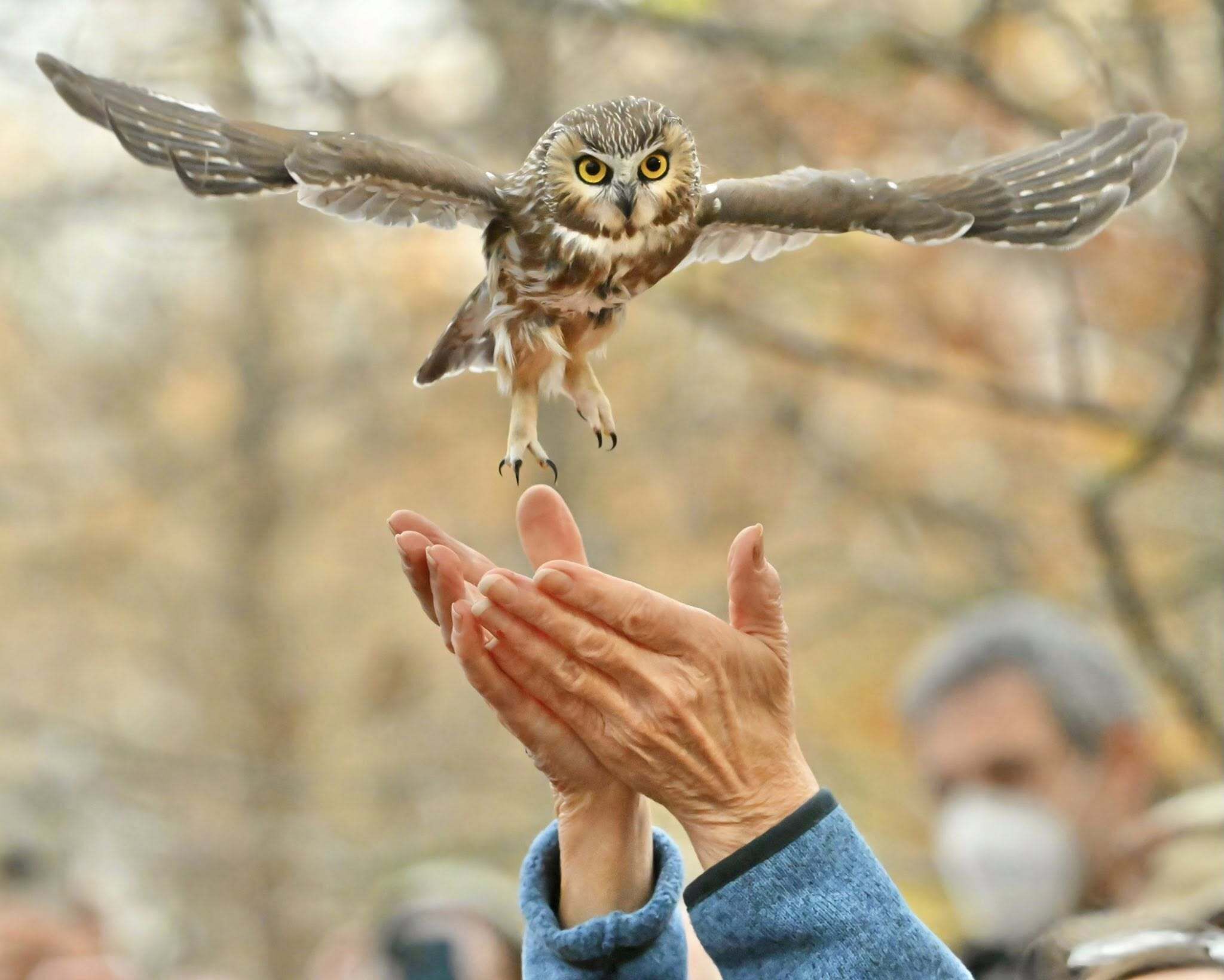 Raptor Release: Northern Saw-whet Owl