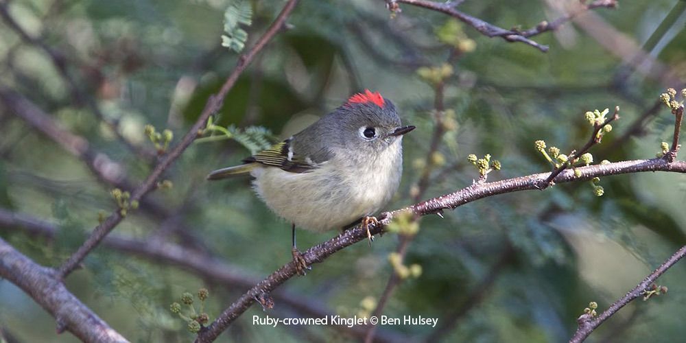 Ruby-crowned Kinglet 