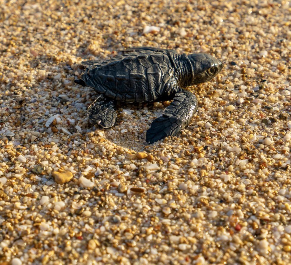 Baby sea turtle moving on the sand