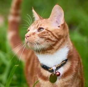 Cat enjoying the outdoors
