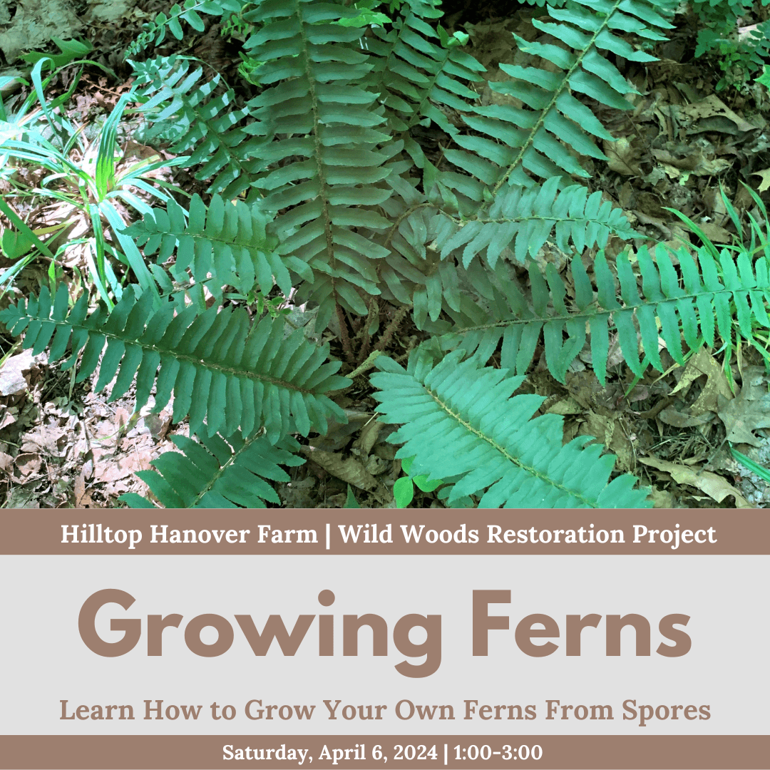 Learn How to Grow Ferns From Spores