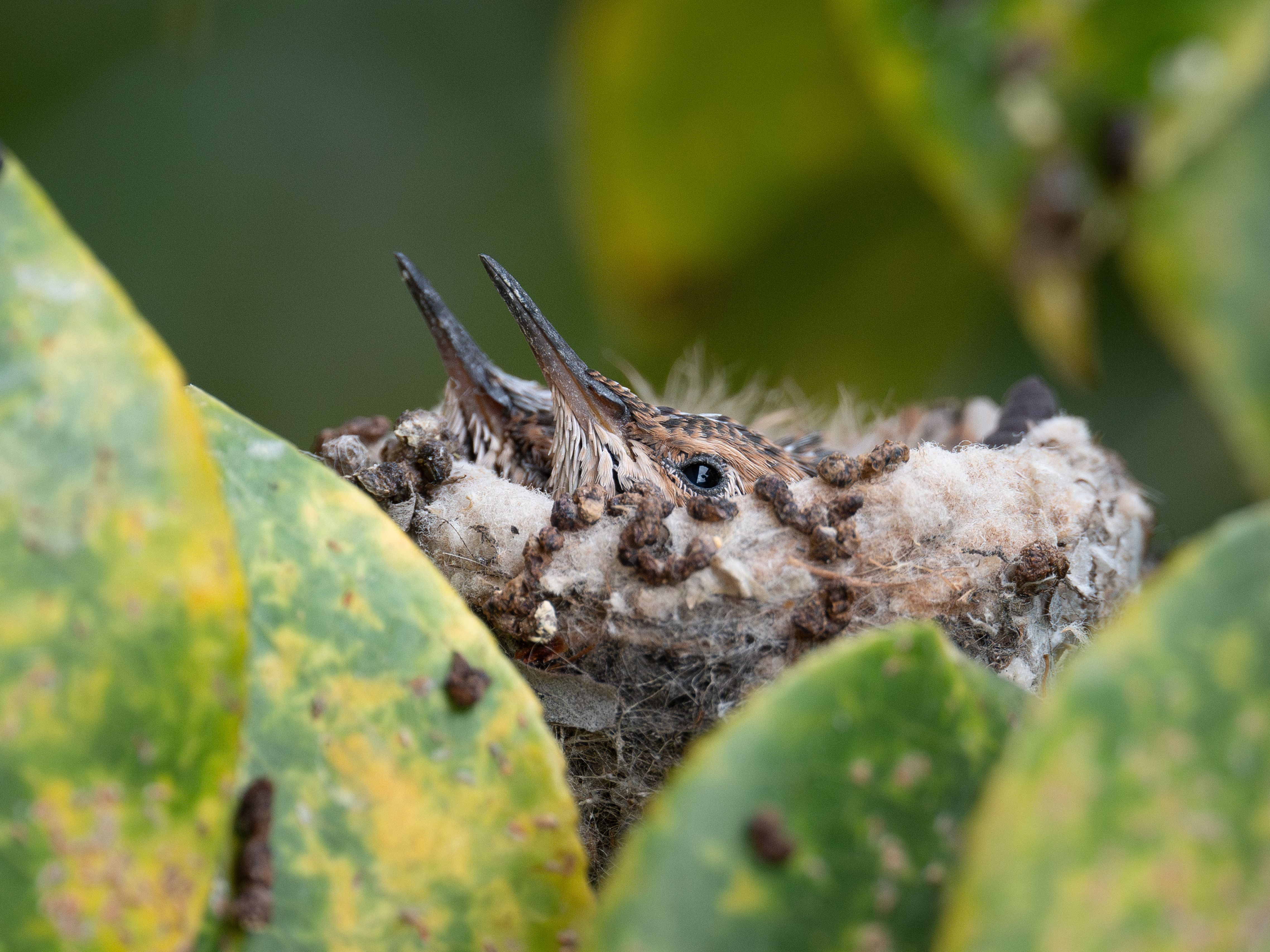 Allens Hummingbird Chicks in Serra Mesa by Merlin Mendoza (July 2025)