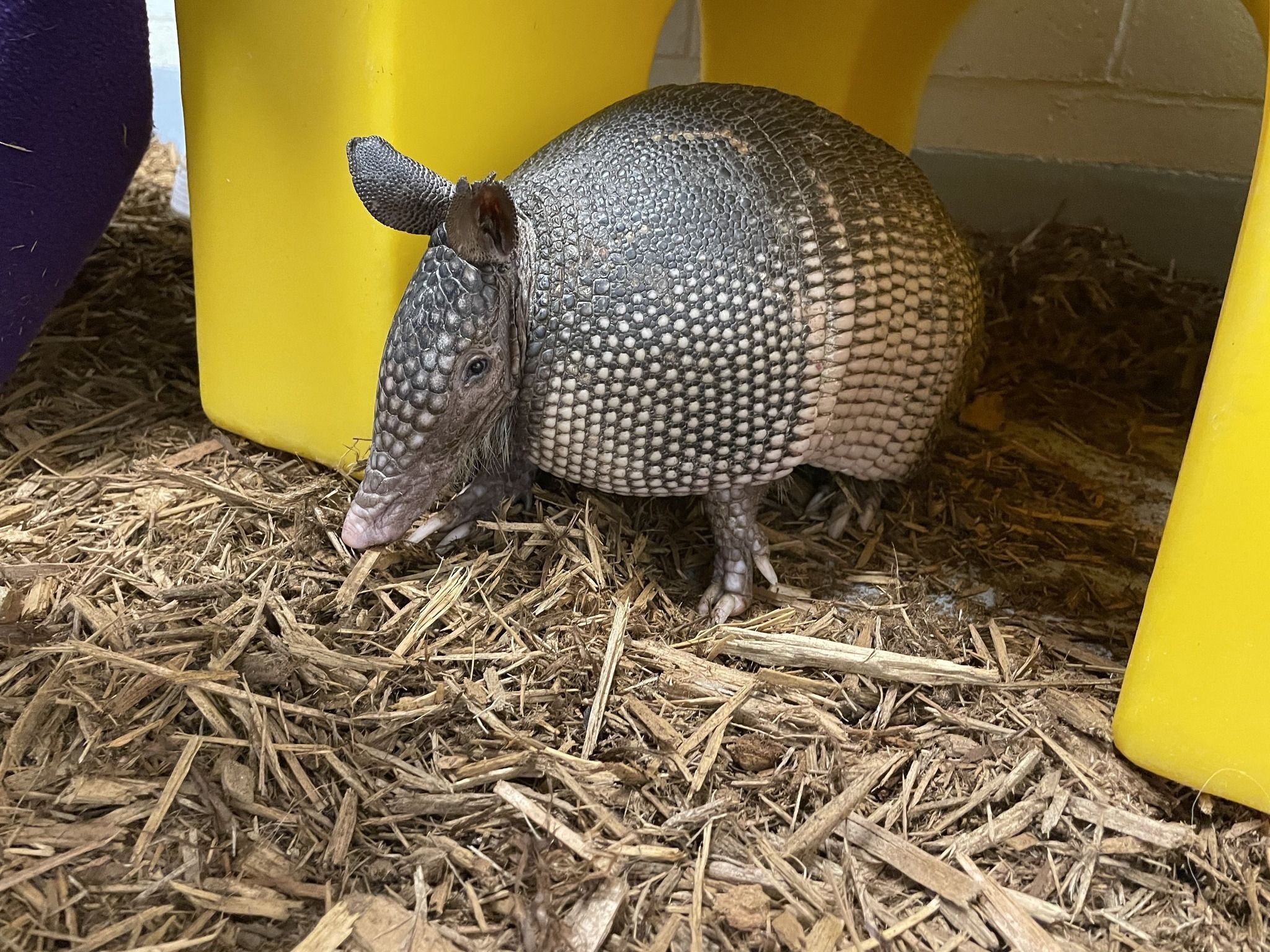 NWR Receives its first-ever armadillos