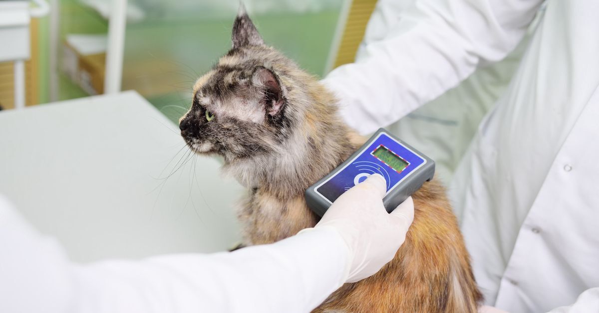 The Importance of Microchipping Your Pet