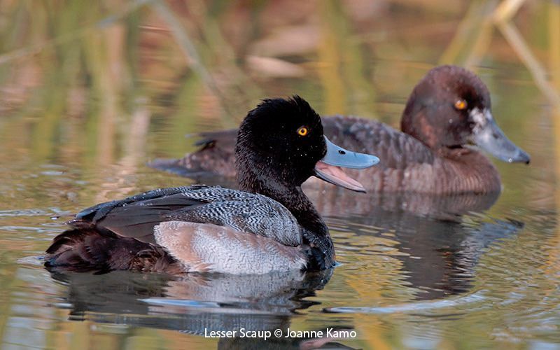 Lesser Scaup