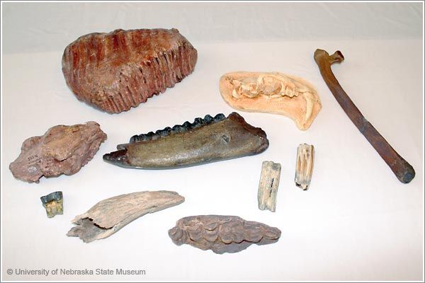 Fossil Mammals