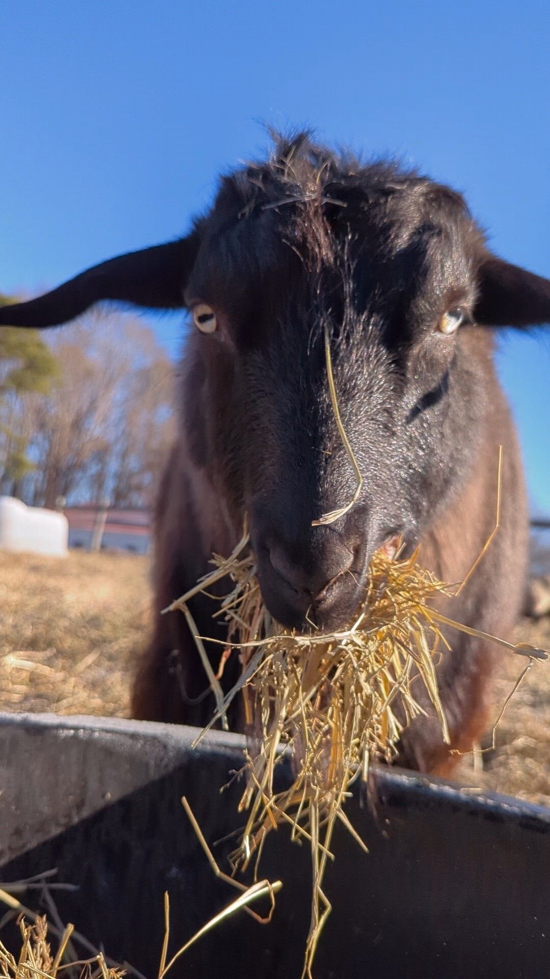 Monthly Bale of Hay Donors (As of Jan 3, 26)