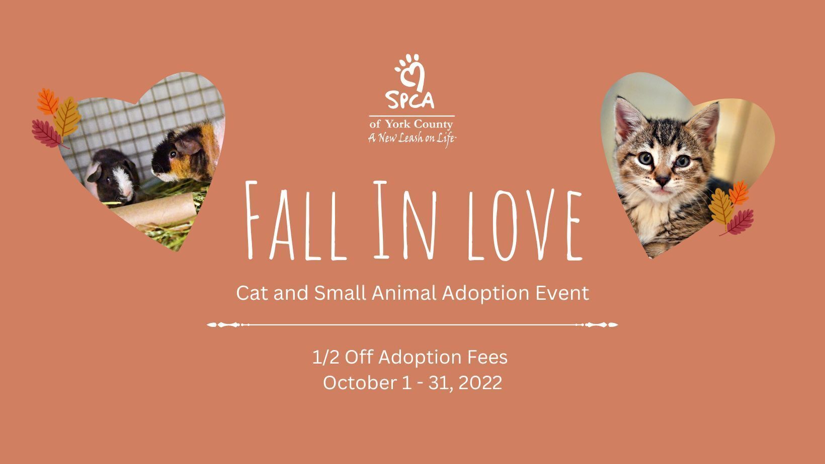 “Fall in Love” with our Cats and Small Animals