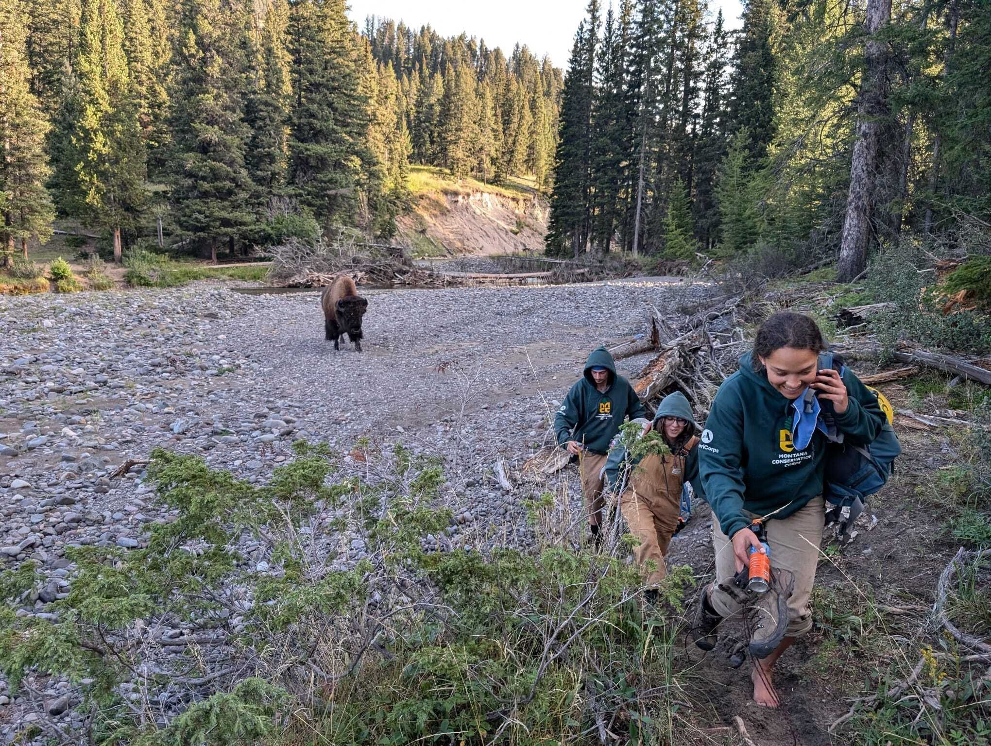 A crew walks up a hillside with a bison in the background