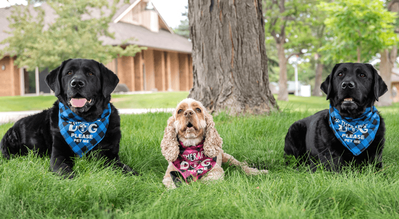 Three facility dogs posing in the grass