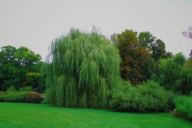 Whimsical Willows of Nebraska