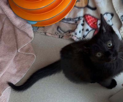 Kittens in a shelter kennel