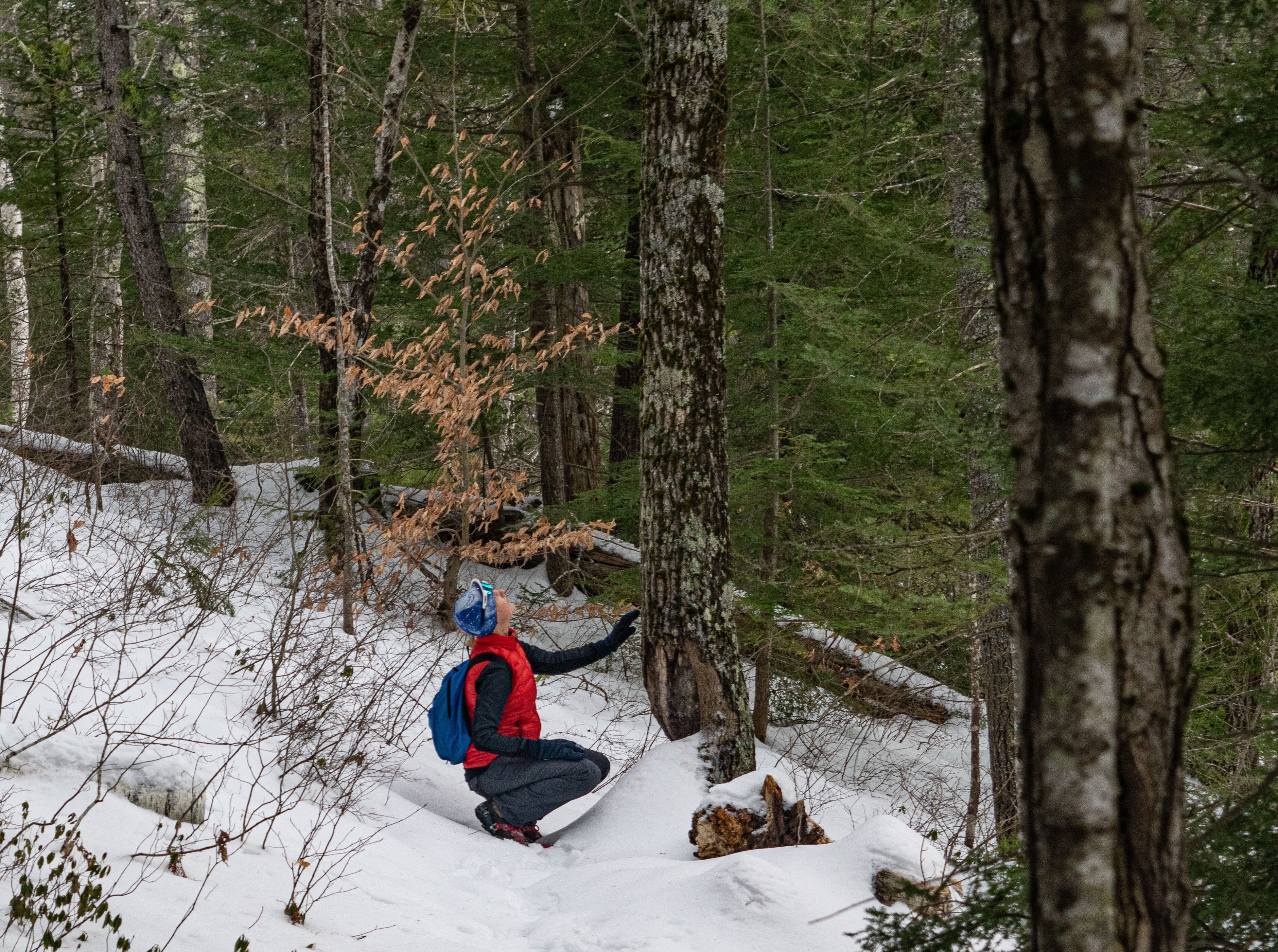 naturalist-led field trip to old cellar hole