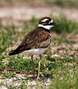 Beak of the Week: Killdeer