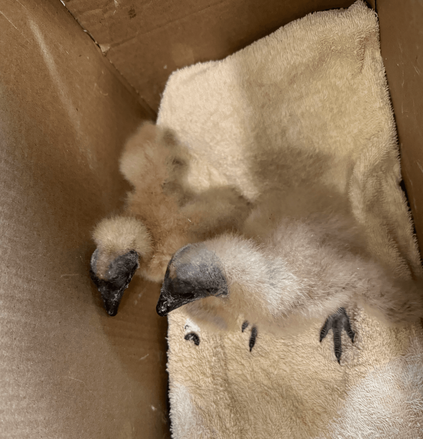 Two baby vultures with black heads and downy fluff in a cardboard box with a towel. Owl Moon Raptor Center.