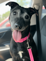 Plum - ADOPTED