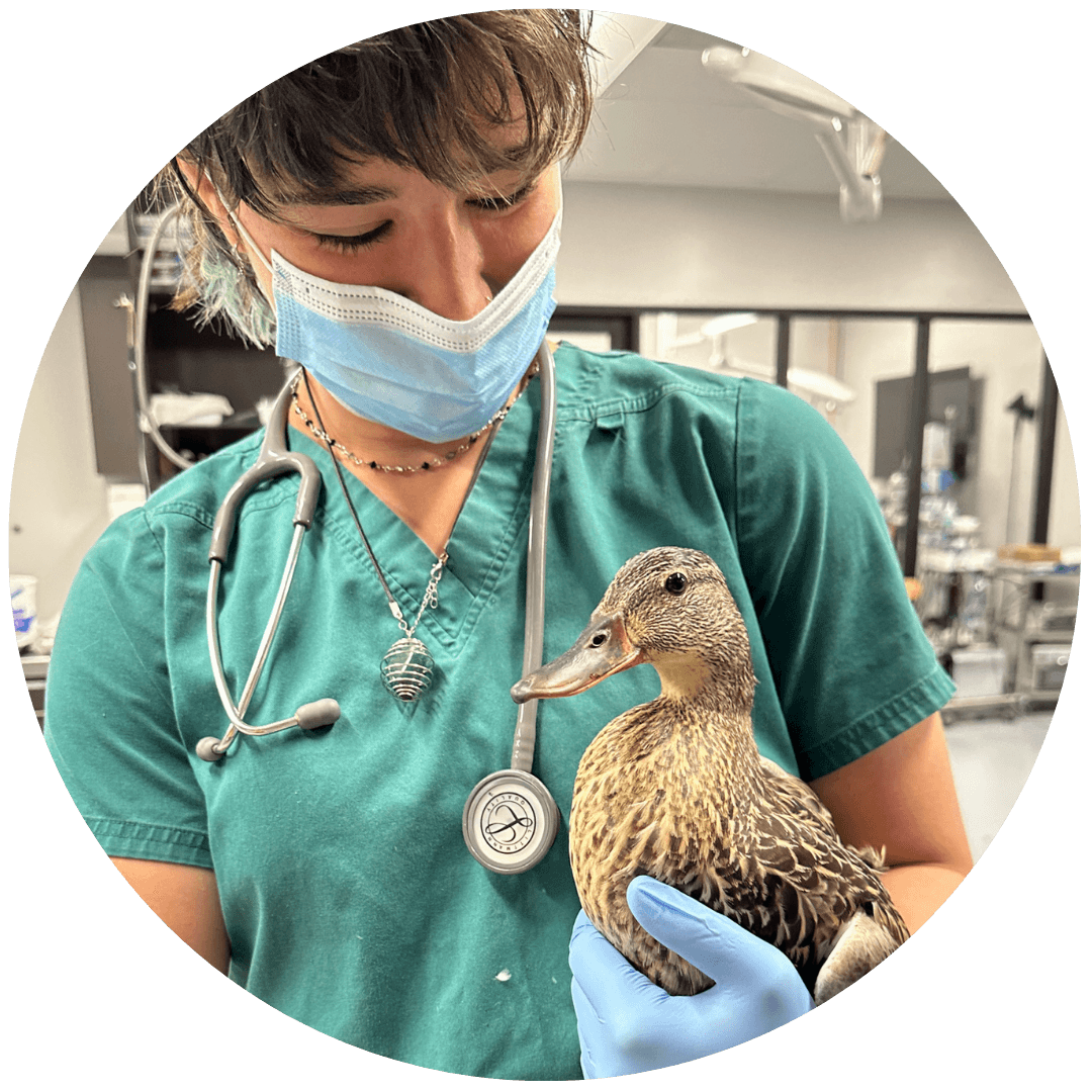 Maya Koziol, LVT - Veterinary Technician