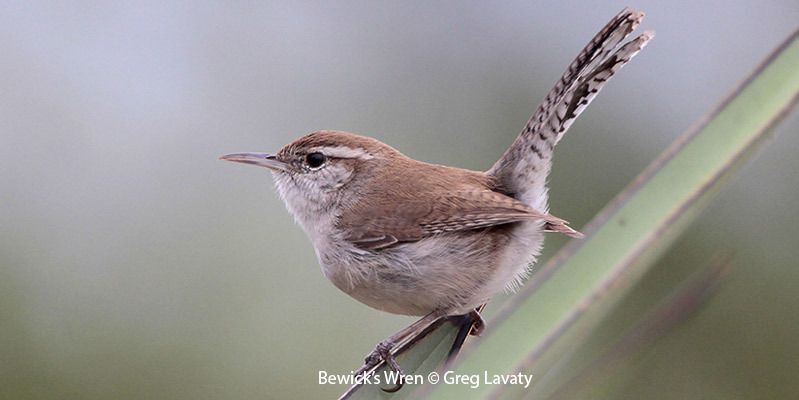 Bewick's Wren