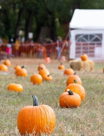 Pumpkin Patch Wedding Package