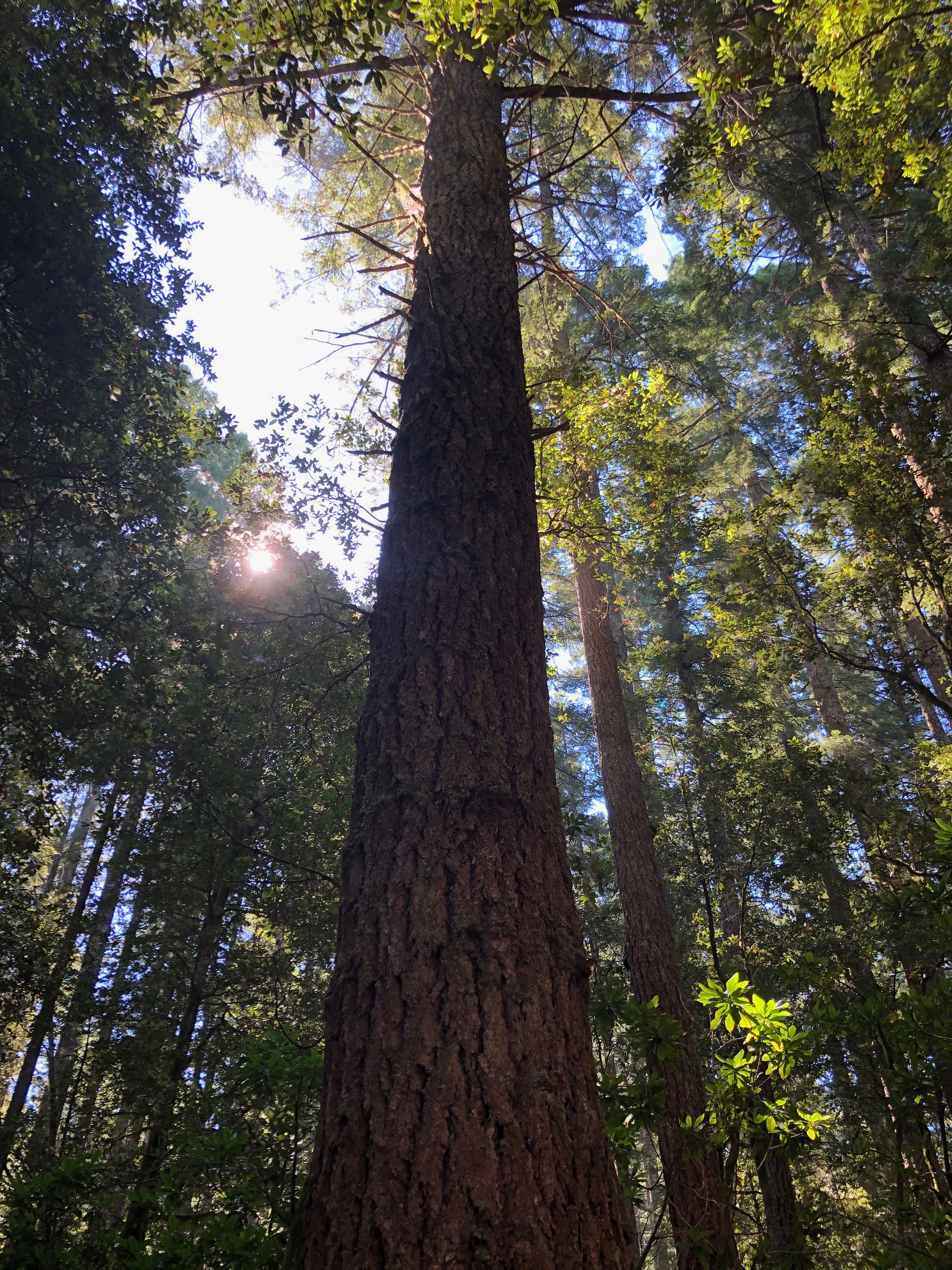 Preserving Purple Mountain prevents a fragmented forest