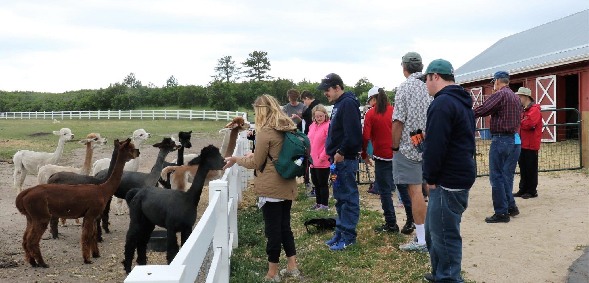 Group of people feed llamas.