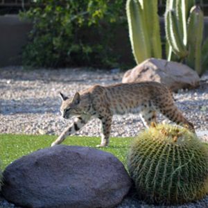 There is a bobcat in my backyard, what do I do?