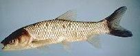 Diploid Grass Carp