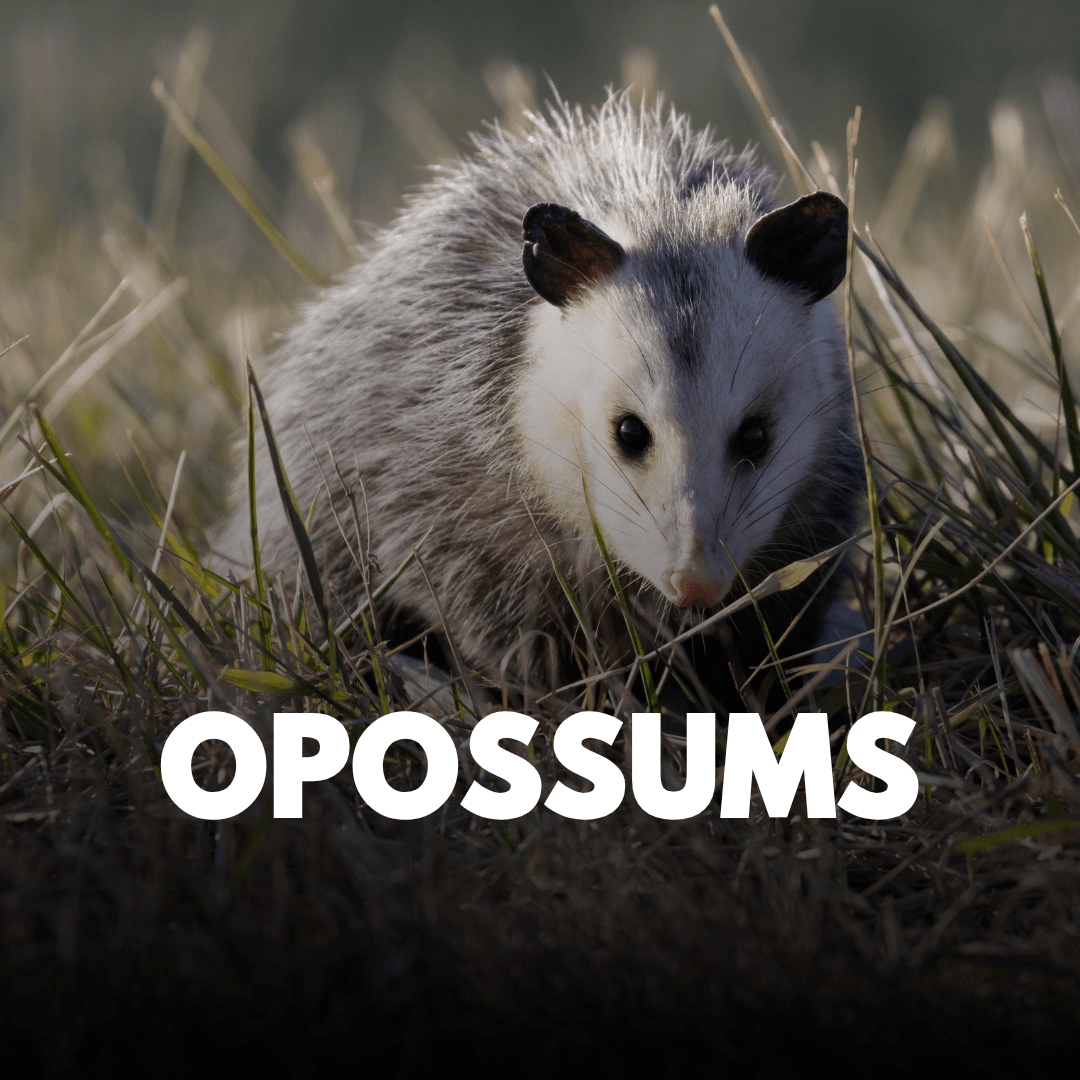 Opossums