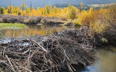 Why Do Beavers Build The Most Amazing Dams?
