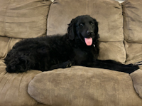 Charlie - ADOPTED