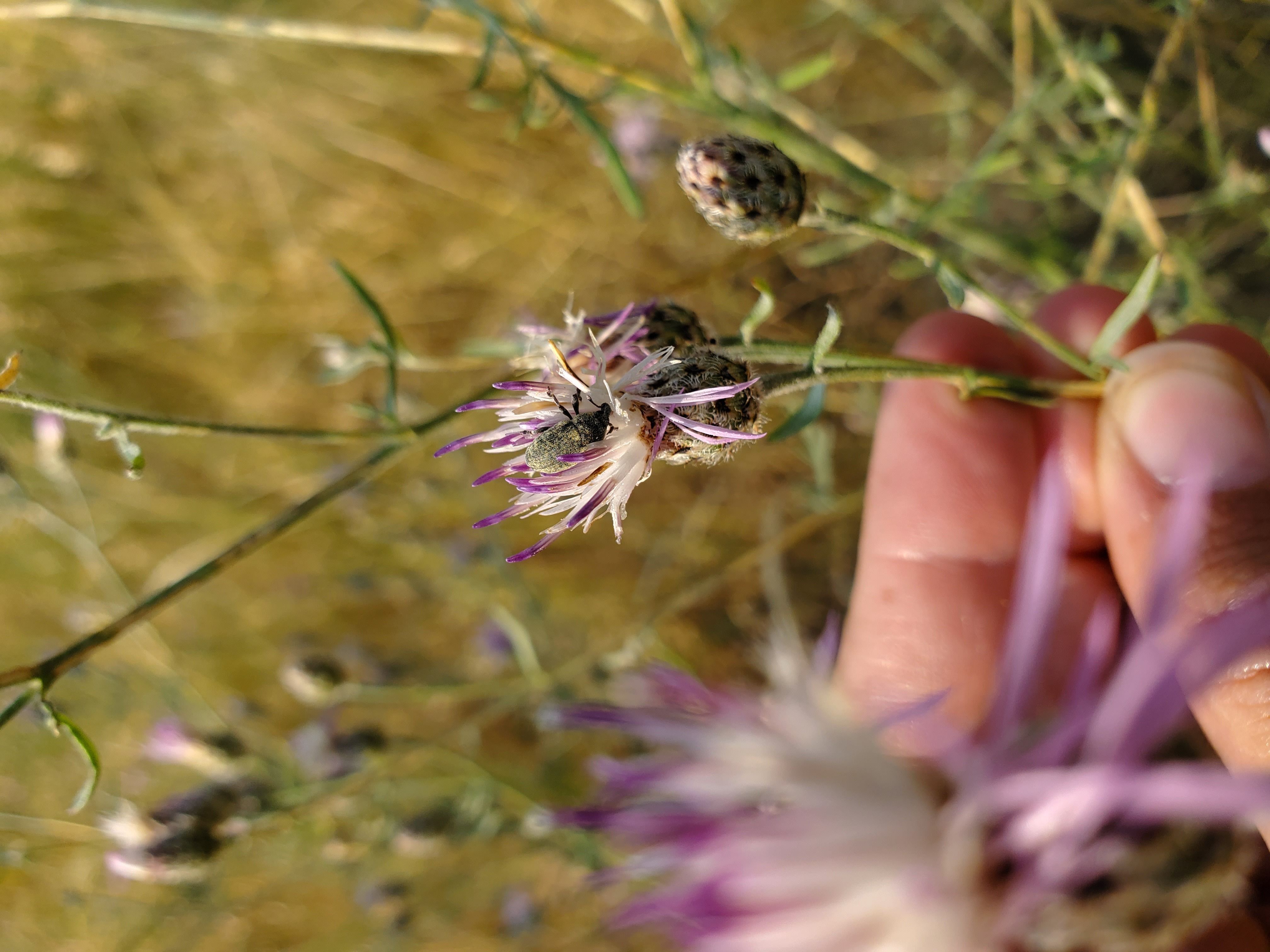 Knapweed Flower Weevil