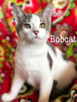 Bobcat