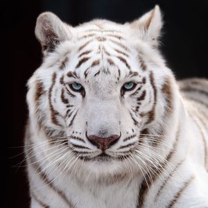 Princess Tigers Meet the Animals Center for Animal Research  