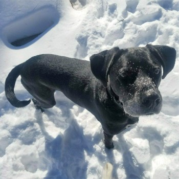Winter Storm Pet Safety