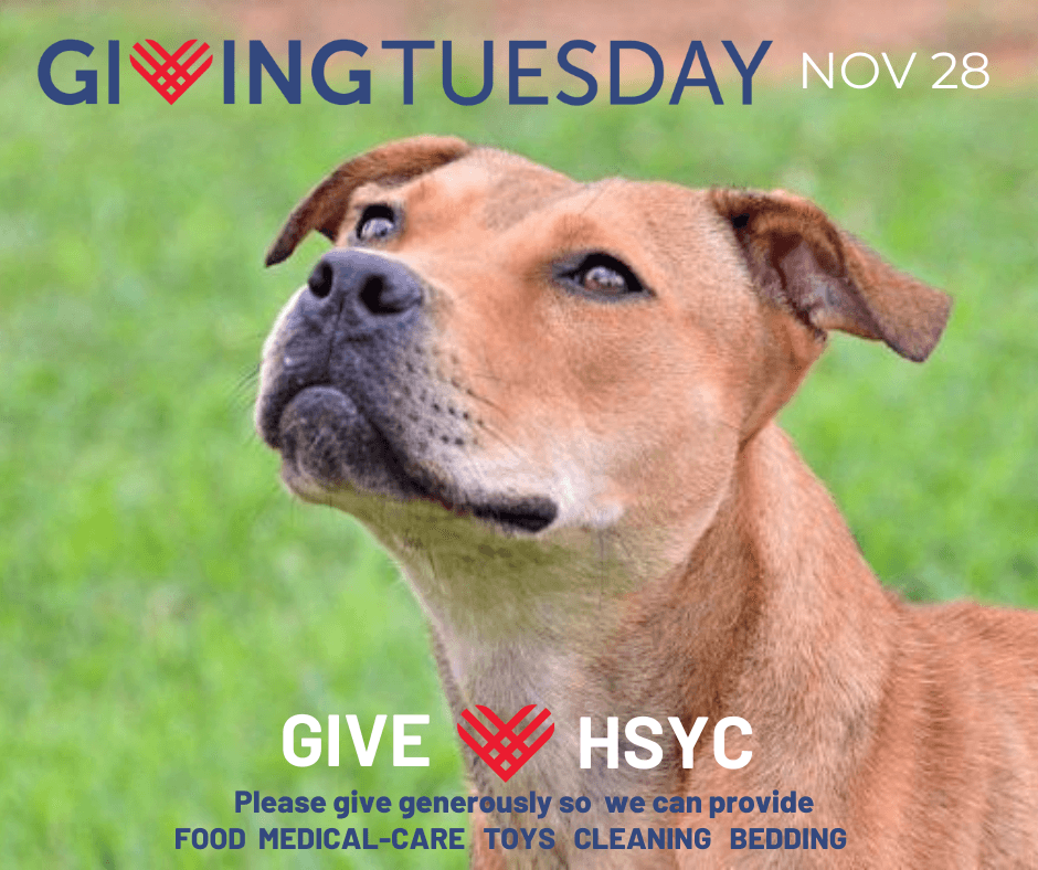 http://tinyurl.com/HSYCGivingTuesday2017