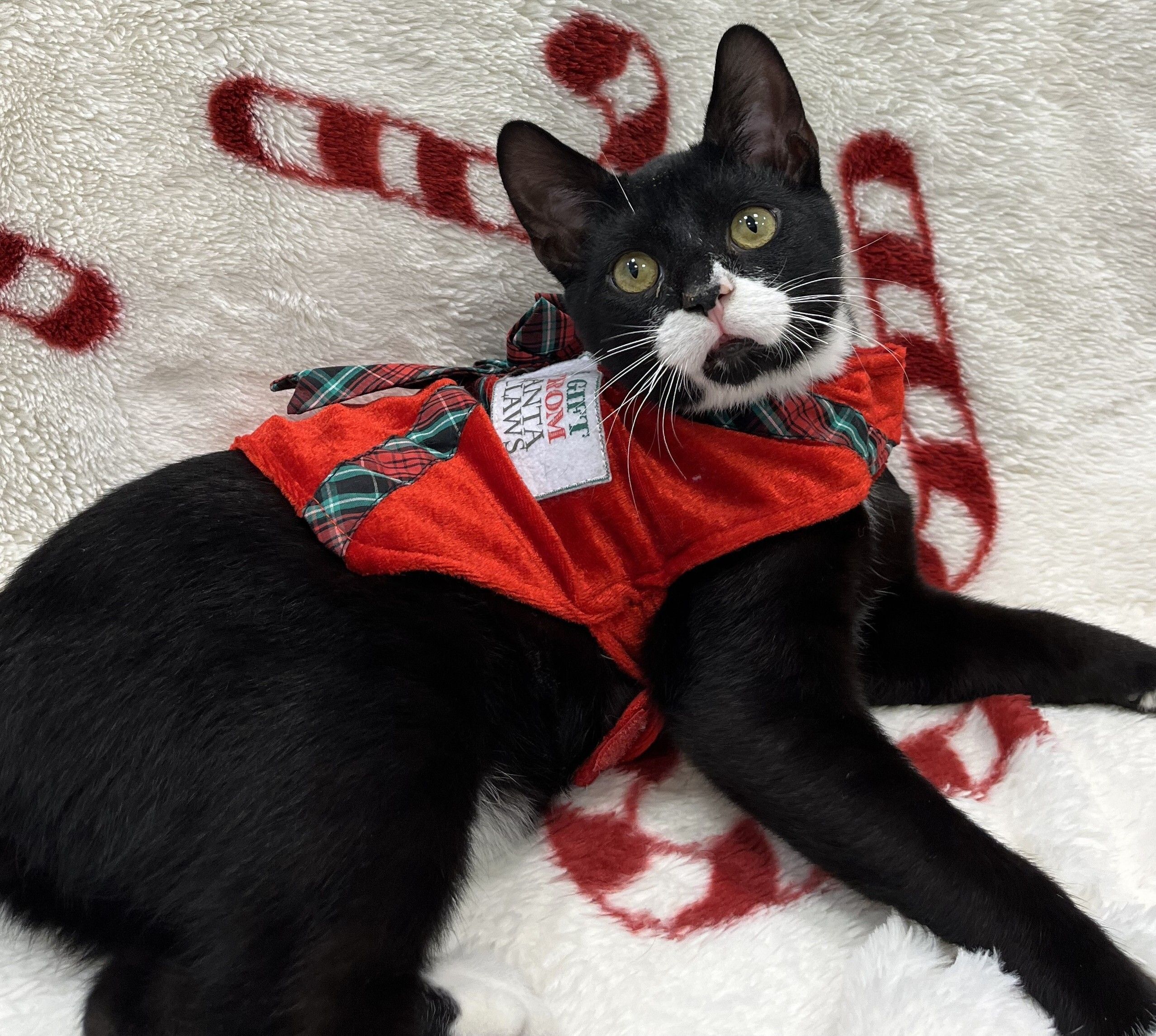 Featured Foster: Java