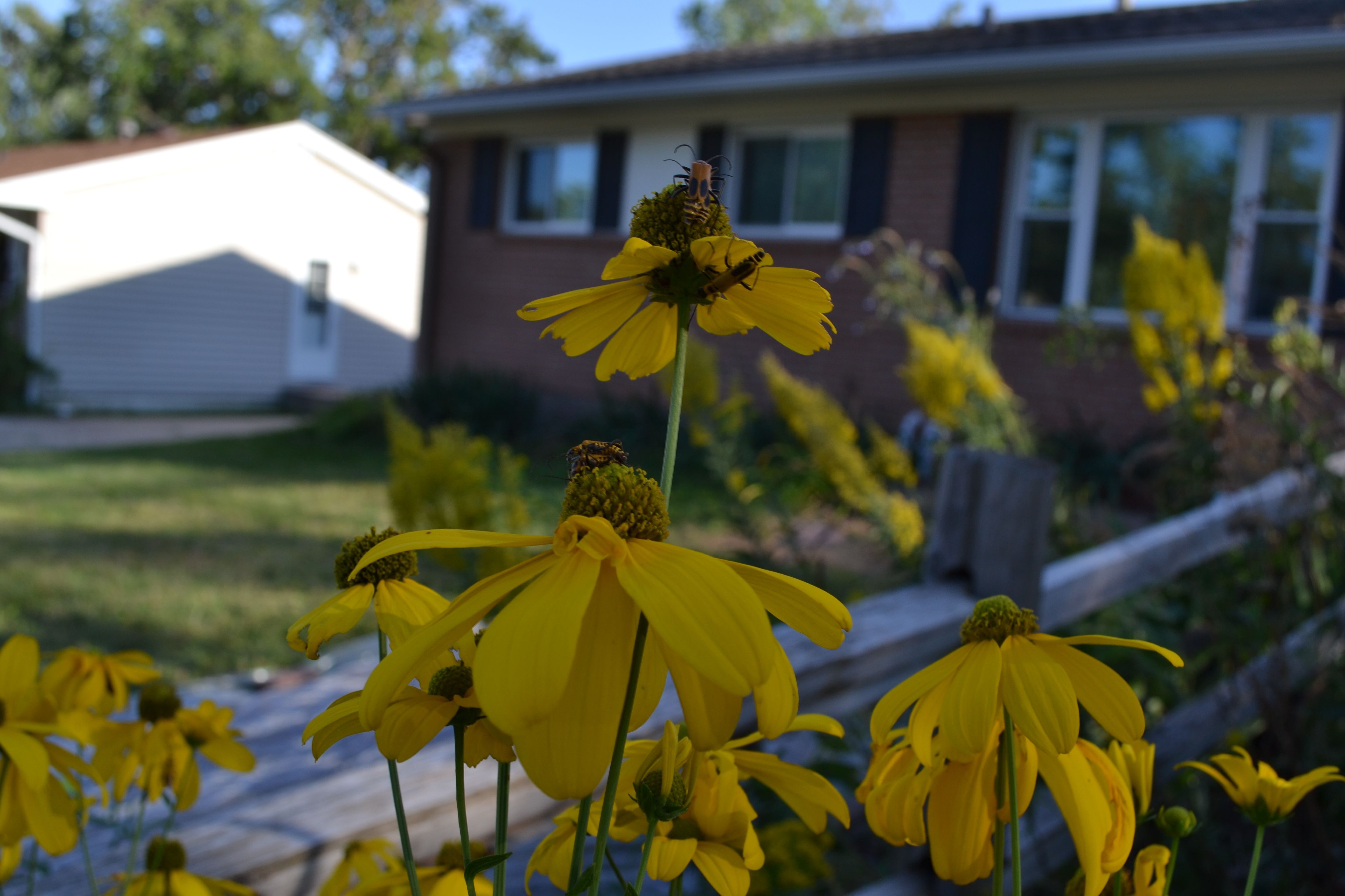 Yellow flowers in front of a brick house. 