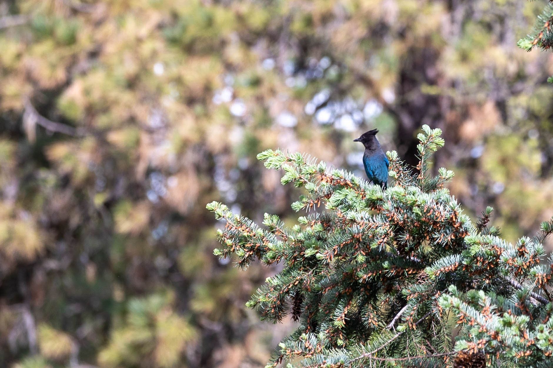 Picture of Bullock's oriole in Washington sitting on branches of a tree.