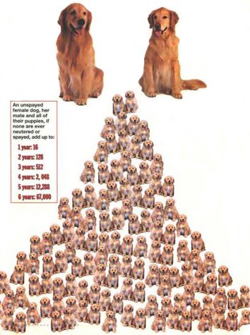 Multiplying dogs