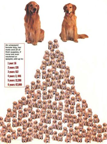 male dog neuter cost