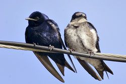 Purple Martins male and female