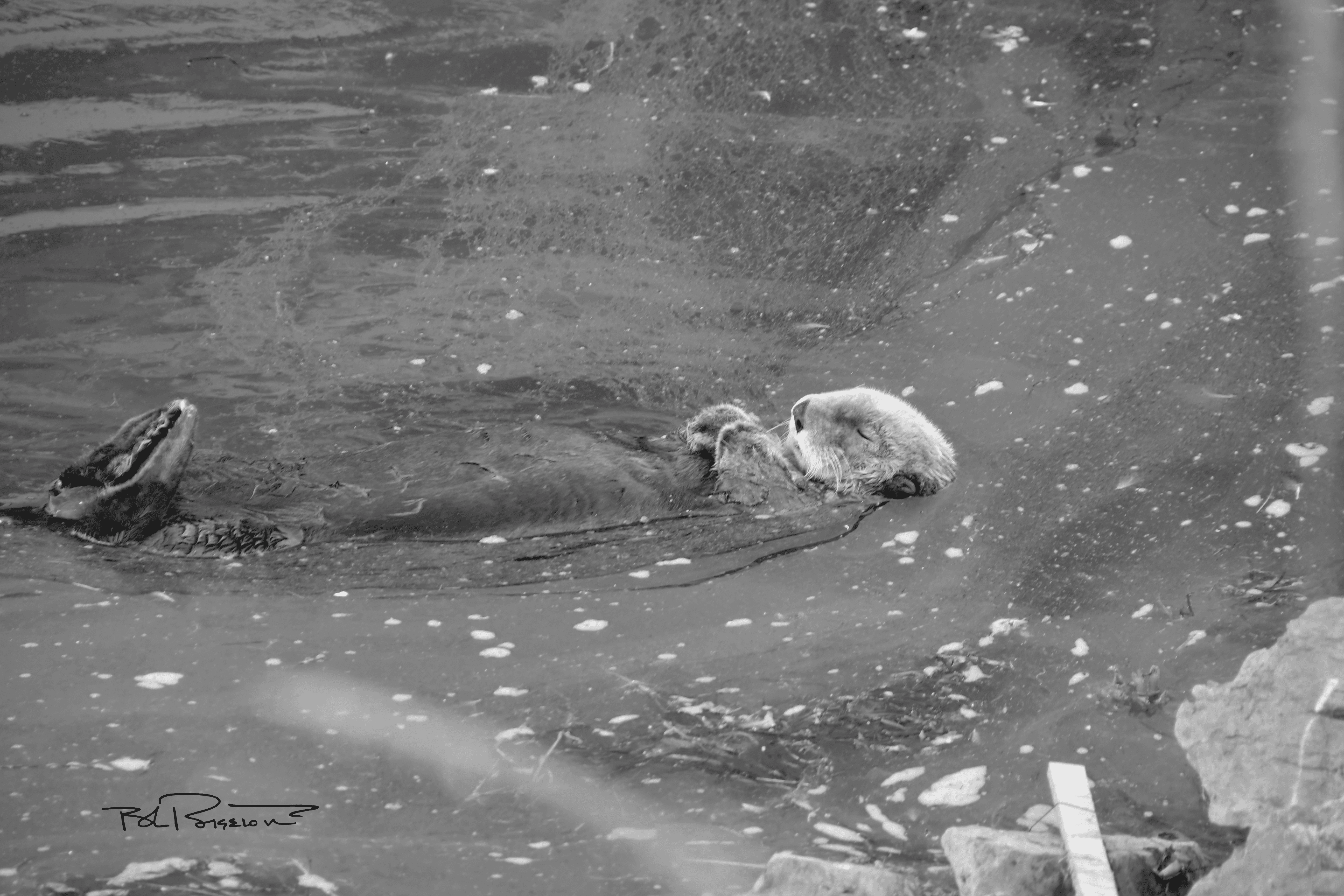 Otter B&W Sleeping